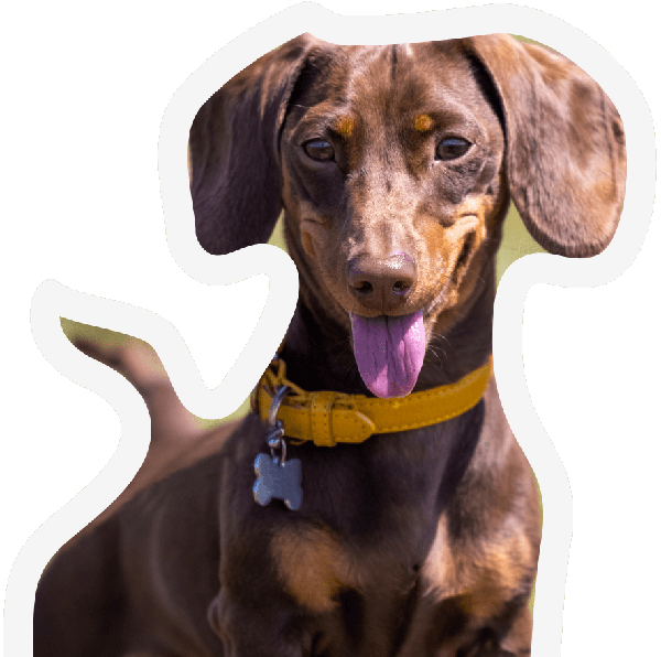 peluquería canina Huelva