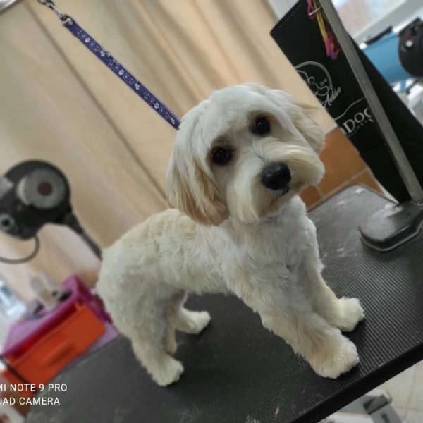 SaveClip.App_242521053_998337674278762_9039977864773772698_n