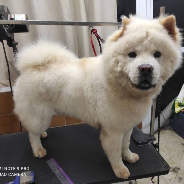 SaveClip.App_271112040_467251491683010_1263657701343060825_n