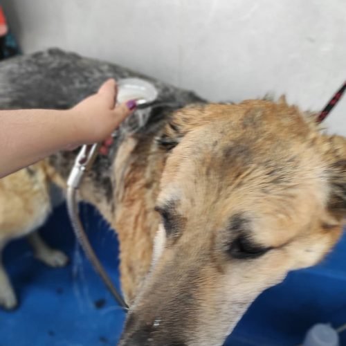 baño perros baño perros Huelva