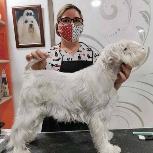 cepillado perro cepillado perro