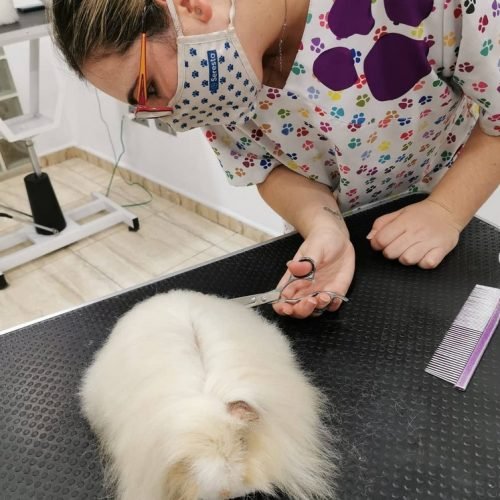 cortar pelo perro agua 2 cortar pelo perro agua