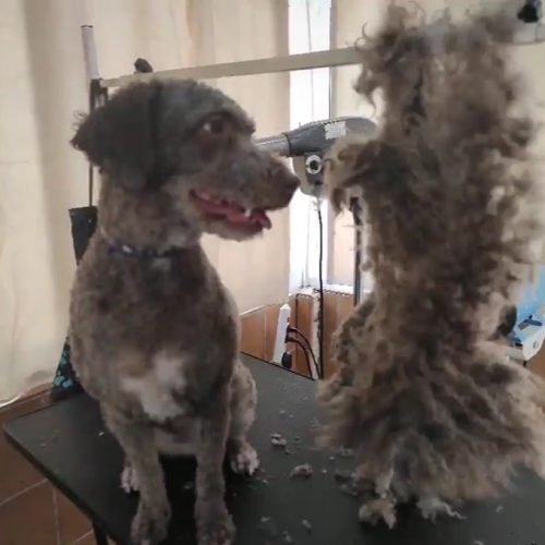 deslanado perro agua 2 deslanado perro agua