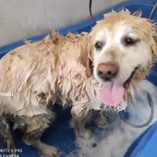 lavar al perro lavar al perro