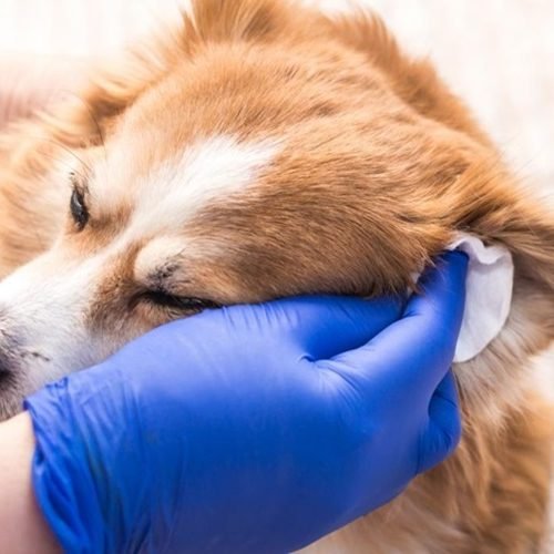 limpieza oidos perros limpieza oidos perros
