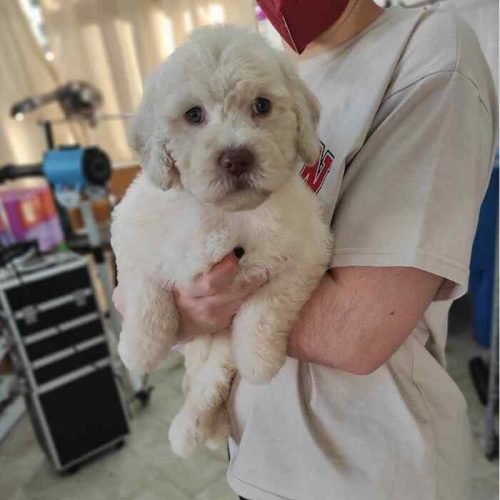 ozono perro ozono perro