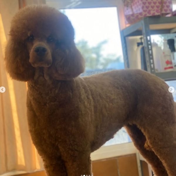 peluquería canina Huelva 2