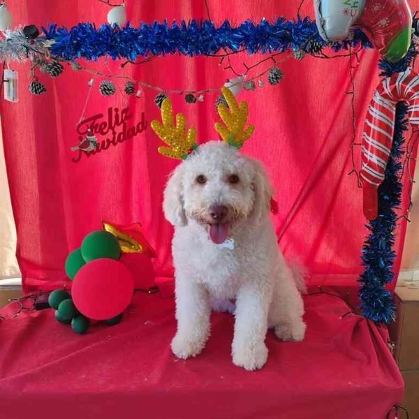 peluquería canina Huelva 3