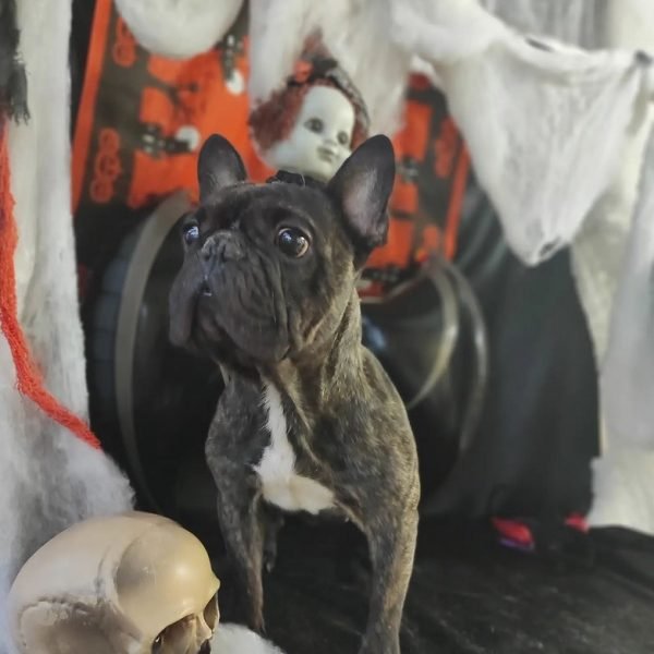 peluquería canina Huelva 4