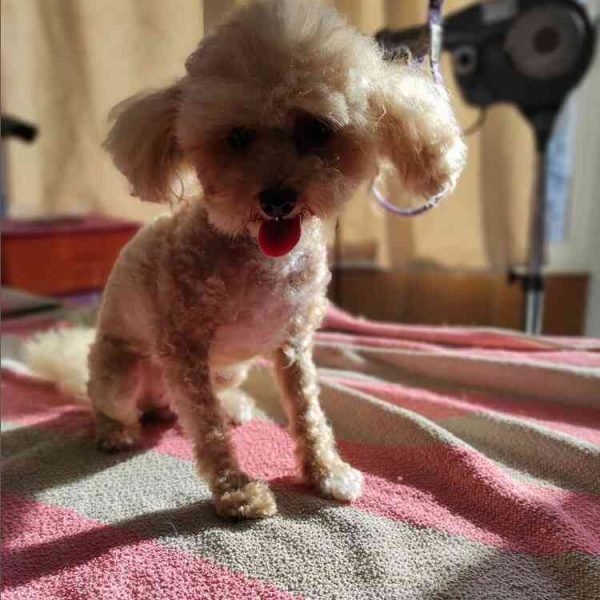 peluquería canina Huelva 5