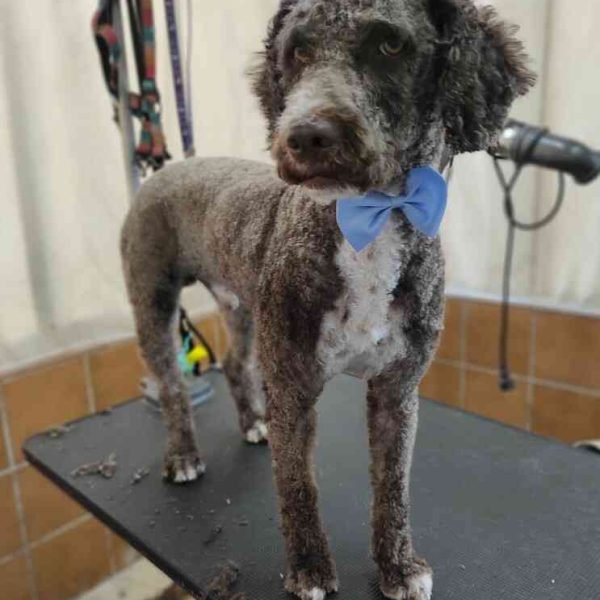 peluquería canina Huelva 6