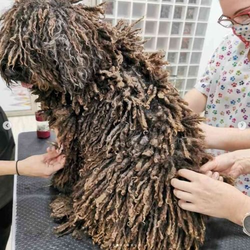 stripping perro agua stripping perro agua